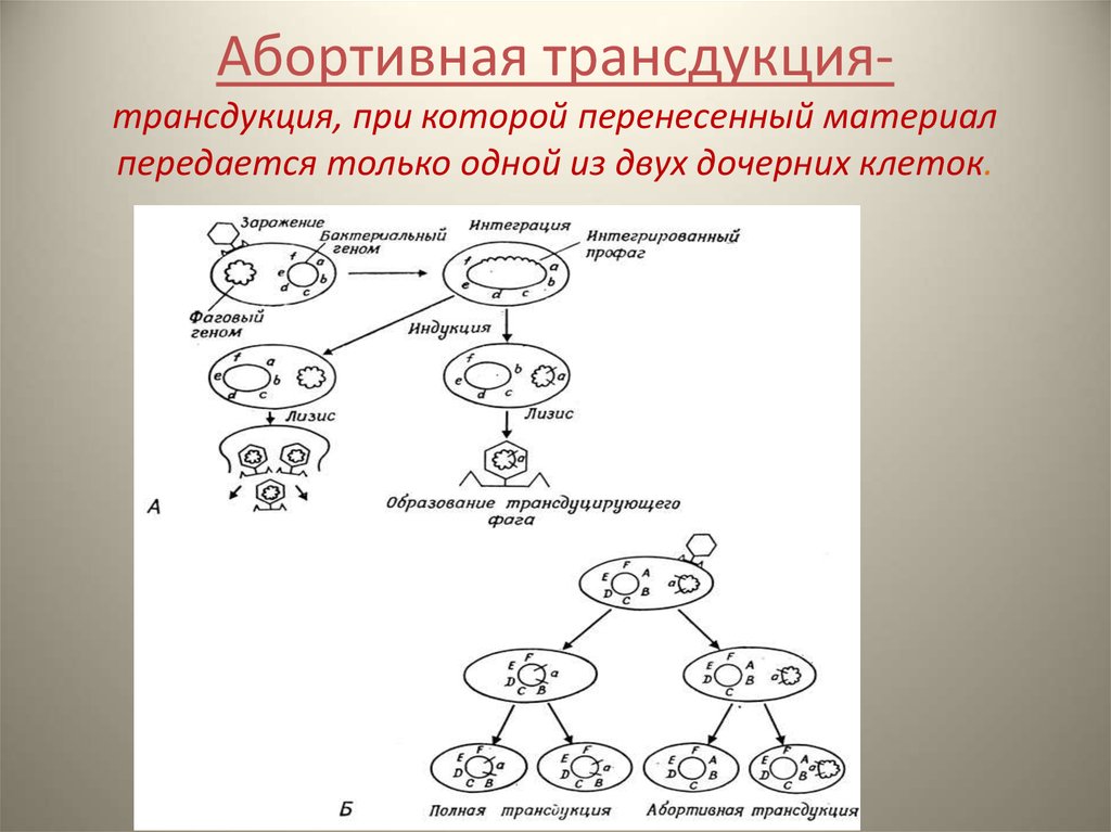 Схема трансдукция у бактерий