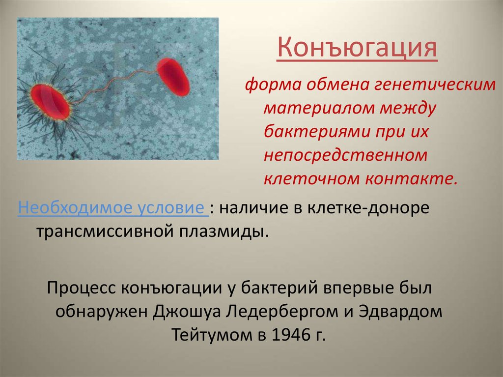 Процесс происходящий у бактерий. Конъюгация схема микробиология. Конъюгация у бактерий условия механизм. Конъюгация бактерий микробиология. Процесс конъюгации у бактерий.