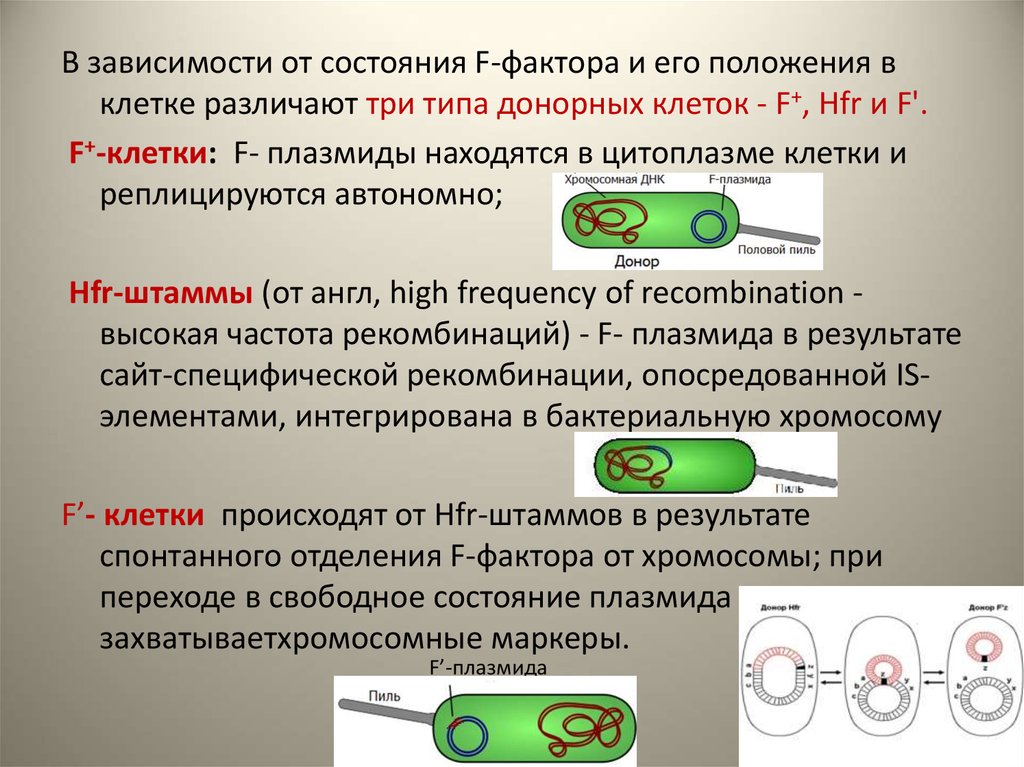 Генетическая карта микроорганизмов