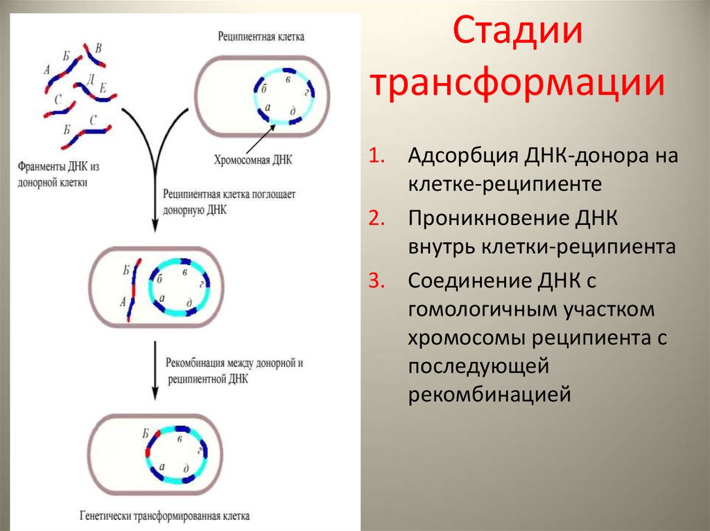 Конъюгация у бактерий фото