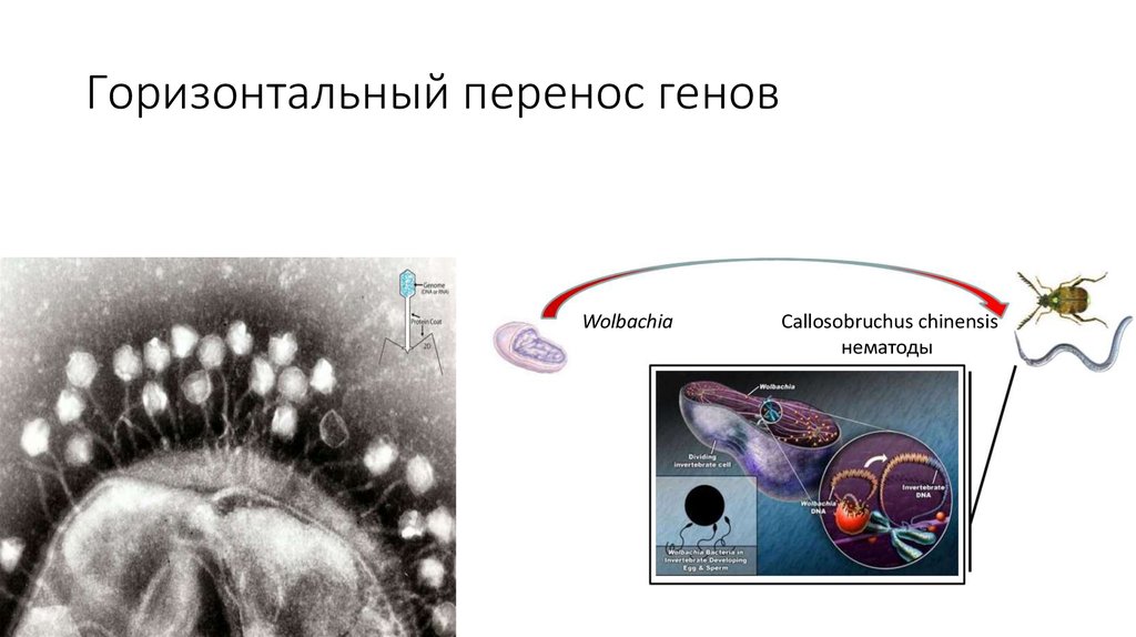 Перенос днк. Горизонтальный перенос генов. Механизмы горизонтального переноса генов. Горизонтальный перенос генов вирусами. Виды горизонтального переноса генов.