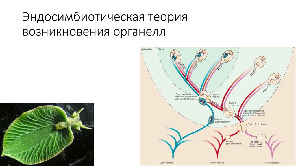 Экология как наука презентация 9 класс пасечник линия жизни