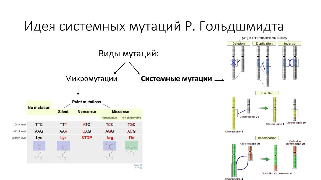 2n 1 как называется данная мутация. Системные мутации. Процесс образования мутаций называется. Стегний в.н. — «Архитектоника генома, системные мутации и Эволюция». Микромутации виды.