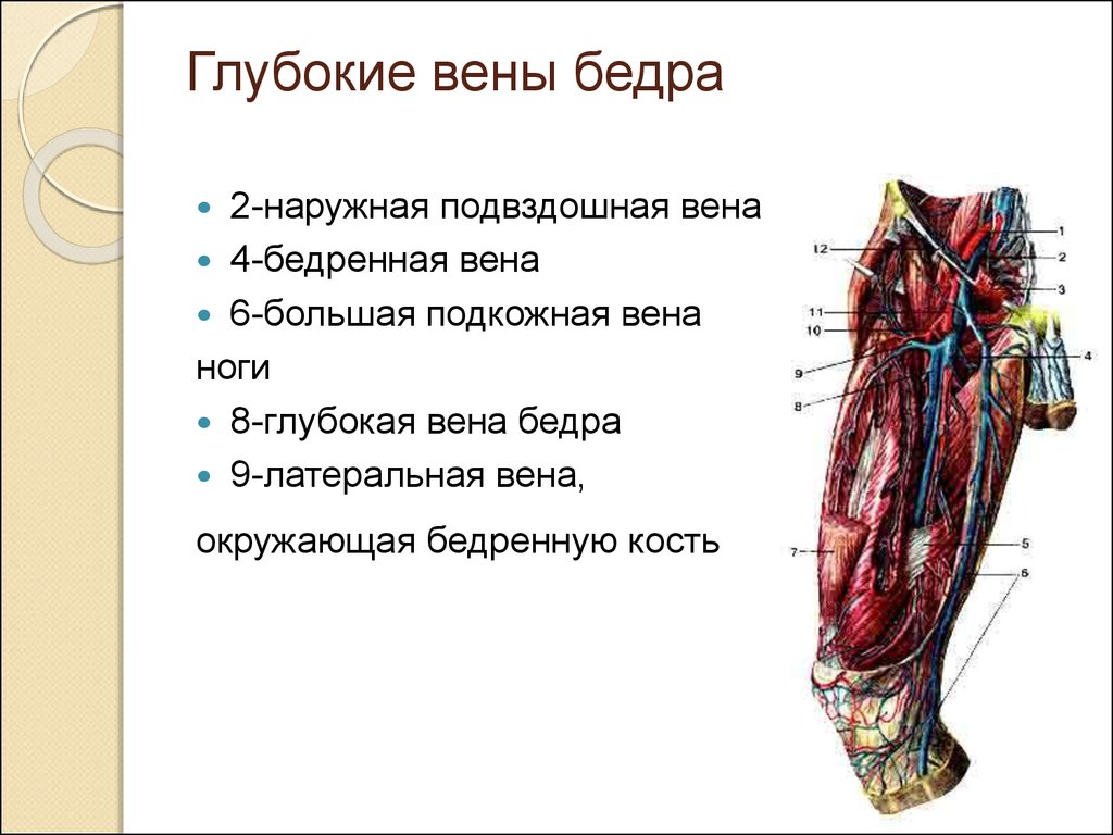 Бедренная вена. Глубокая Вена бедра анатомия. Глубокая Вена бедра, глубокая бедренная Вена. Глубокая бедренная Вена венозная. Большая подкожная Вена и поверхностная Вена бедра.