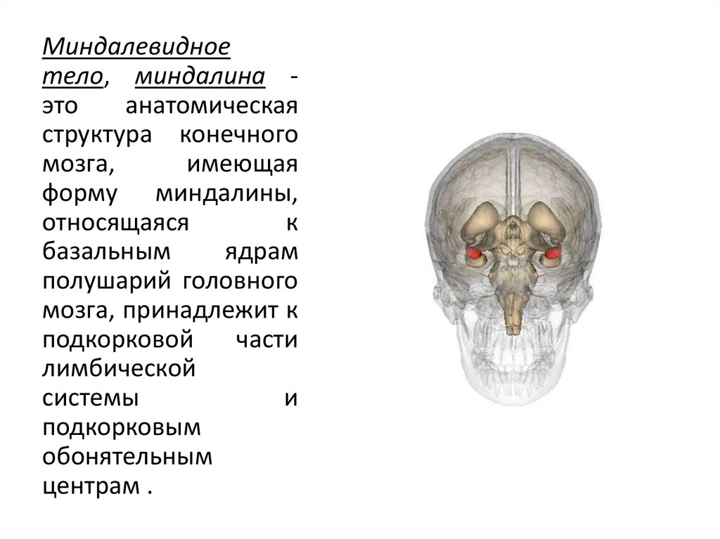 Миндалевидное тело