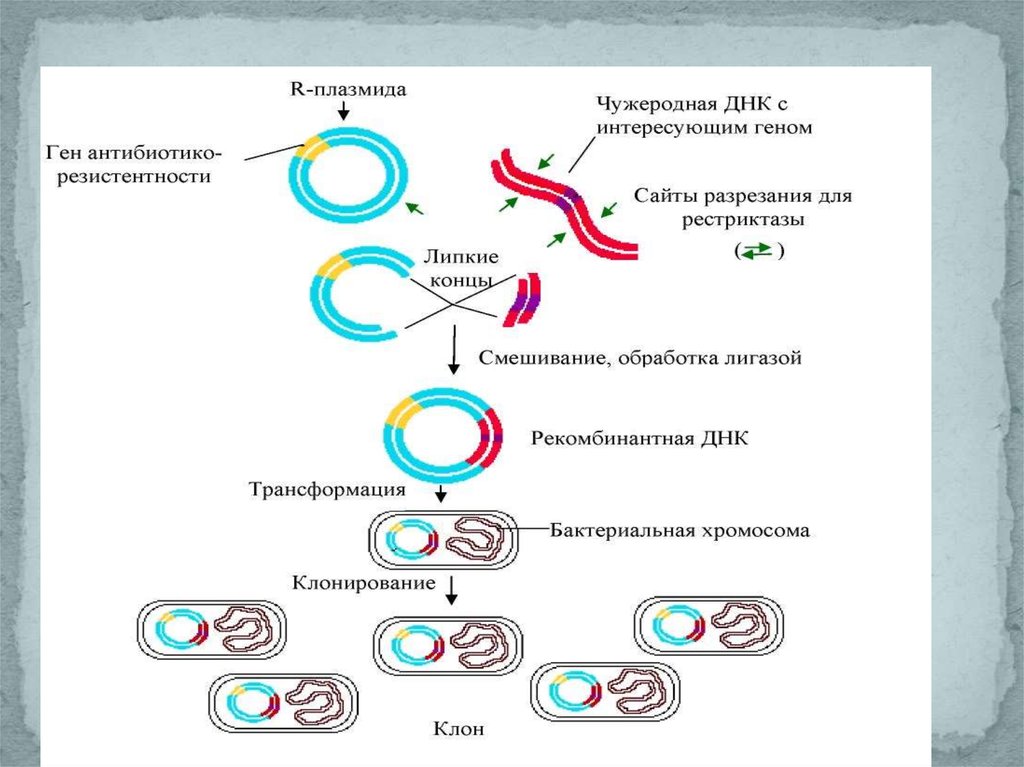 Исследователь трансформировал клетки бактерий плазмидой содержащей ген. Метод получения рекомбинантных плазмид. Метод рекомбинантных плазмид схема. Схема получения рекомбинантной плазмиды. Последовательность этапов метода рекомбинантных плазмид.