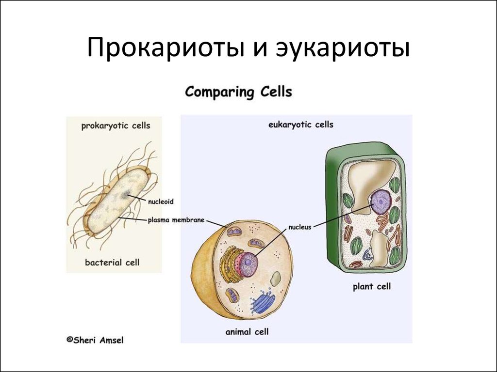 Прокариоты рисунок. Прокариоты т эукариоты. Первые эукариоты. Многообразие клеток прокариоты и эукариоты. Прокариот и эукариот рисунок.