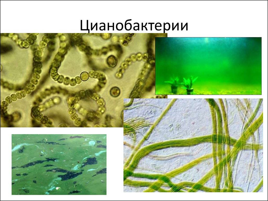 Появление фотосинтеза появление прокариот появление многоклеточных водорослей. Синезеленые цианобактерии. Цианобактерии сине-зеленые водоросли. Цианобактерия и археи. Цианобактерии автотрофы.