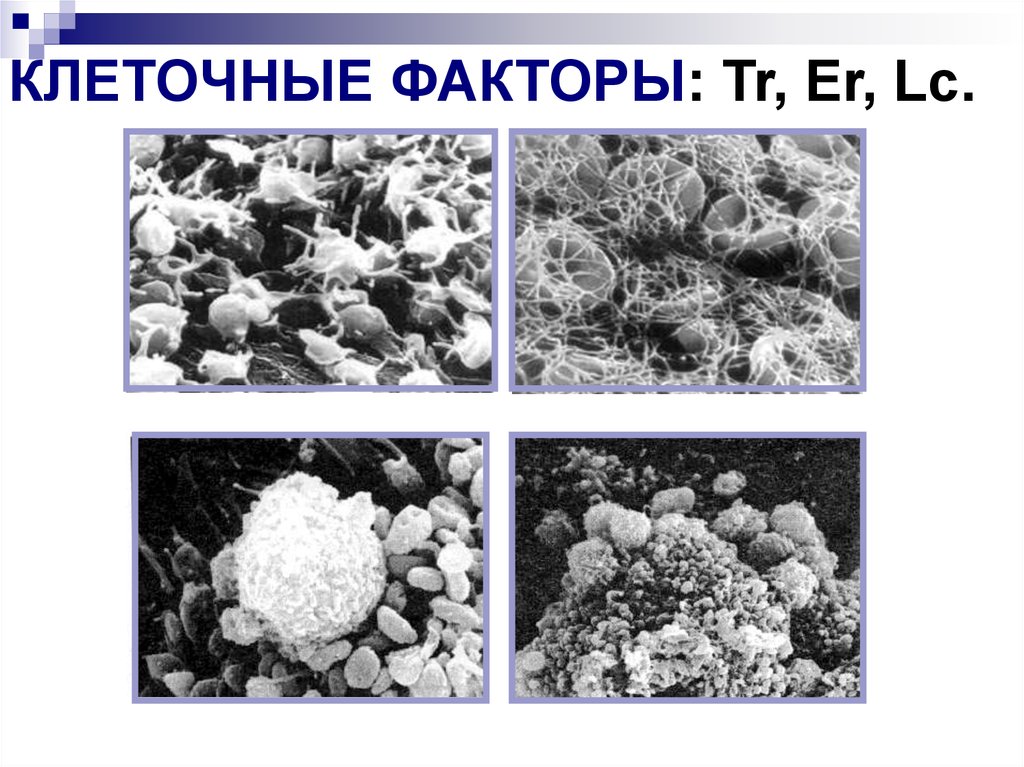 Тр фактор. Клеточные факторы. 5 Клеточных факторов.