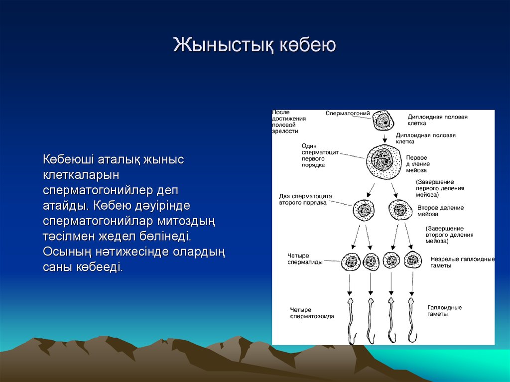 Клетку называют сперматоцитов ii порядка. Мейоз половых клеток. Көбею дегеніміз не. Өсімдіктердің вегетативті көбеюі презентация. Көбею презентация 9 сынып.