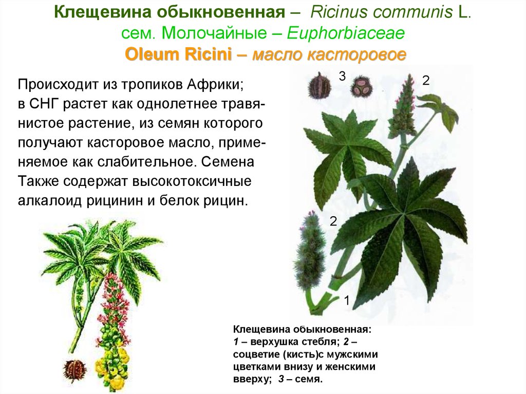 Клещевина обыкновенная – Ricinus communis L. cем. Молочайные – Euphorbiaceae Oleum Ricini – масло касторовое