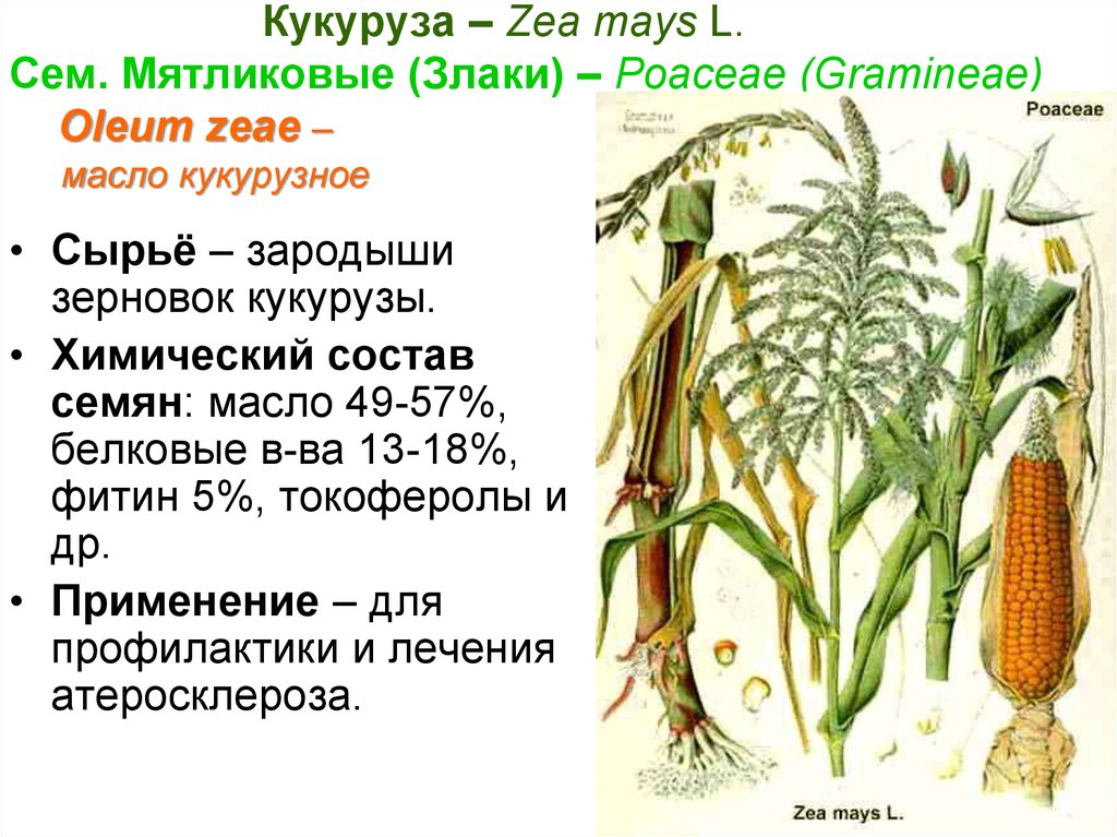 Кукуруза относится к группе