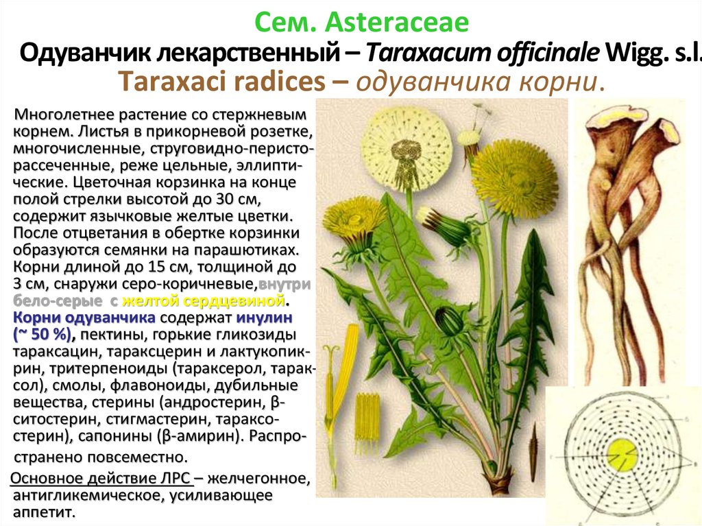 Форма одуванчика лекарственного. Одуванчик лекарственный – Taraxacum officinale. Одуванчик лекарственный стебель описание. Корни одуванчика Фармакогнозия. Строение корня одуванчика.