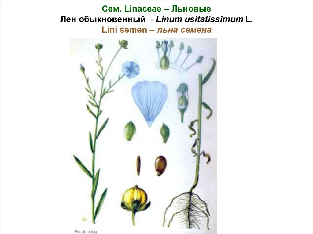 Строение льна. Лен обыкновенный Фармакогнозия. Лен обыкновенный Línum usitatíssimum l.. Льна семя – семена льна обыкновенного (Linum usitatissimum). Лен посевной Фармакогнозия семена.