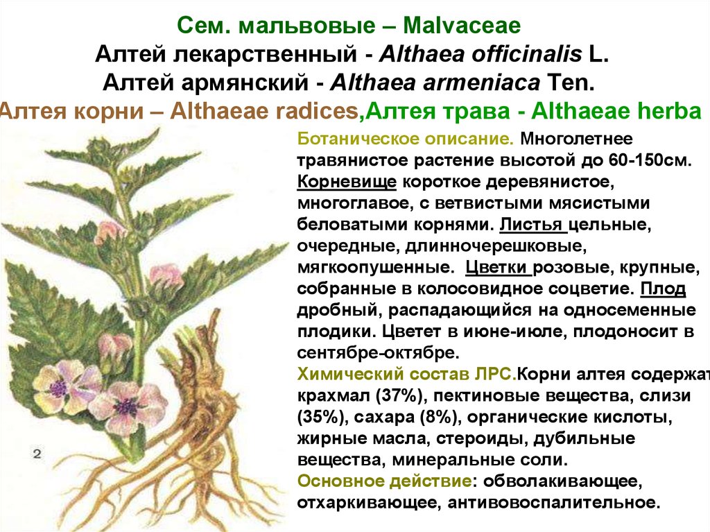 Содержать корень. Althaeae Radices – Алтея корни. Алтей лекарственный корневище. Алтей лекарственный характеристика растения. Алтей лекарственный характеристика.