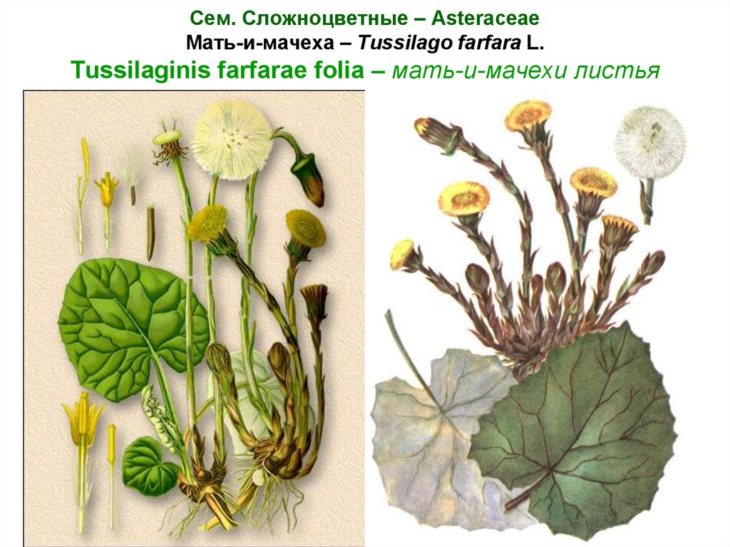 Сем. Сложноцветные – Asteraceae Мать-и-мачеха – Tussilago farfara L. Tussilaginis farfarae folia – мать-и-мачехи листья