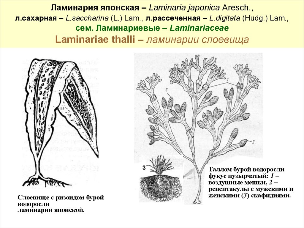 Бурые водоросли слоевище. Строение таллома ламинарии. Строение таллома водорослей. Ламинария сахаристая строение. Строение слоевища бурых водорослей.