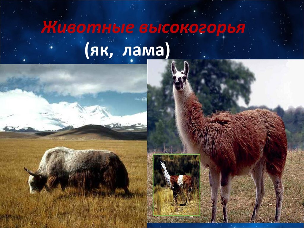 Тундра и степь