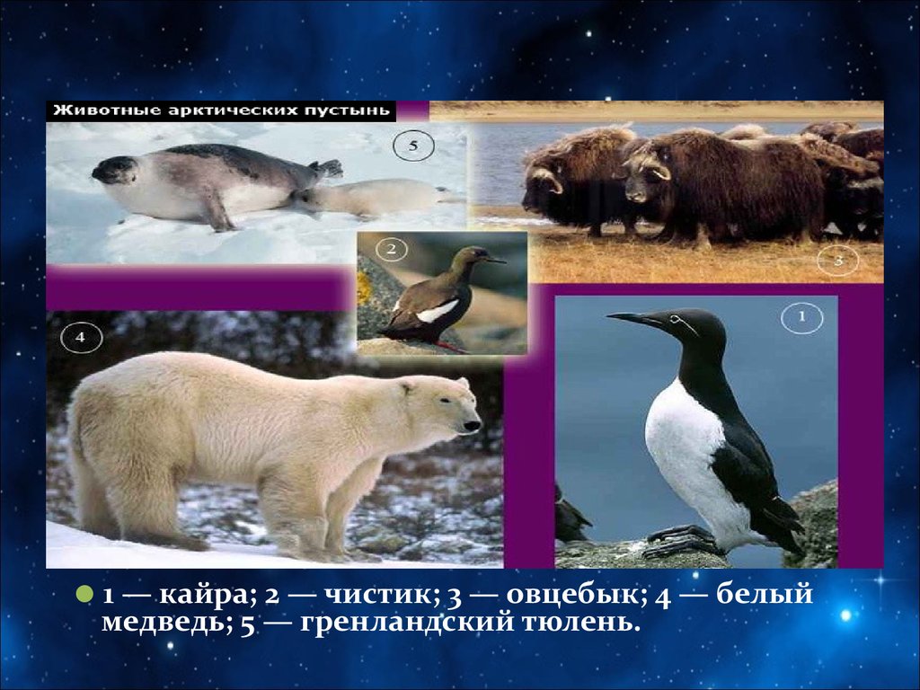 Арктическая пустыня природная зона животные. Животные Арктический пустмнм. Животные АРКТИ, еских пустынь. Природные зоны россии арктические пустыни животные