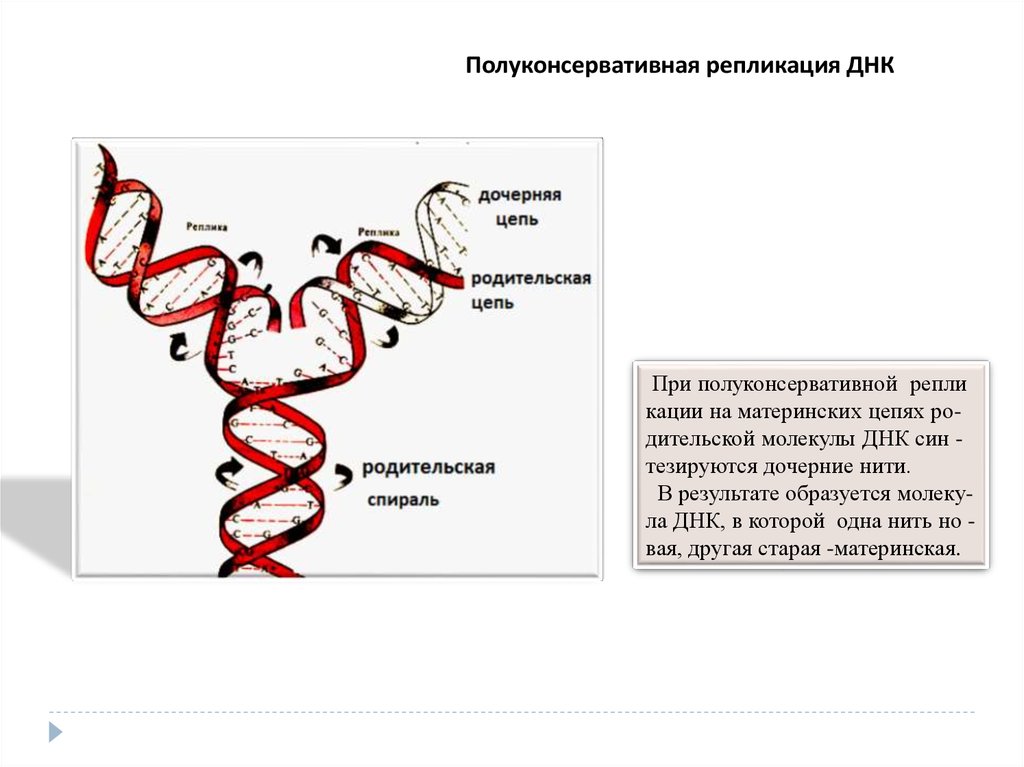 Рассмотрите рисунок с изображением одного из процессов матричного синтеза и определите процесс