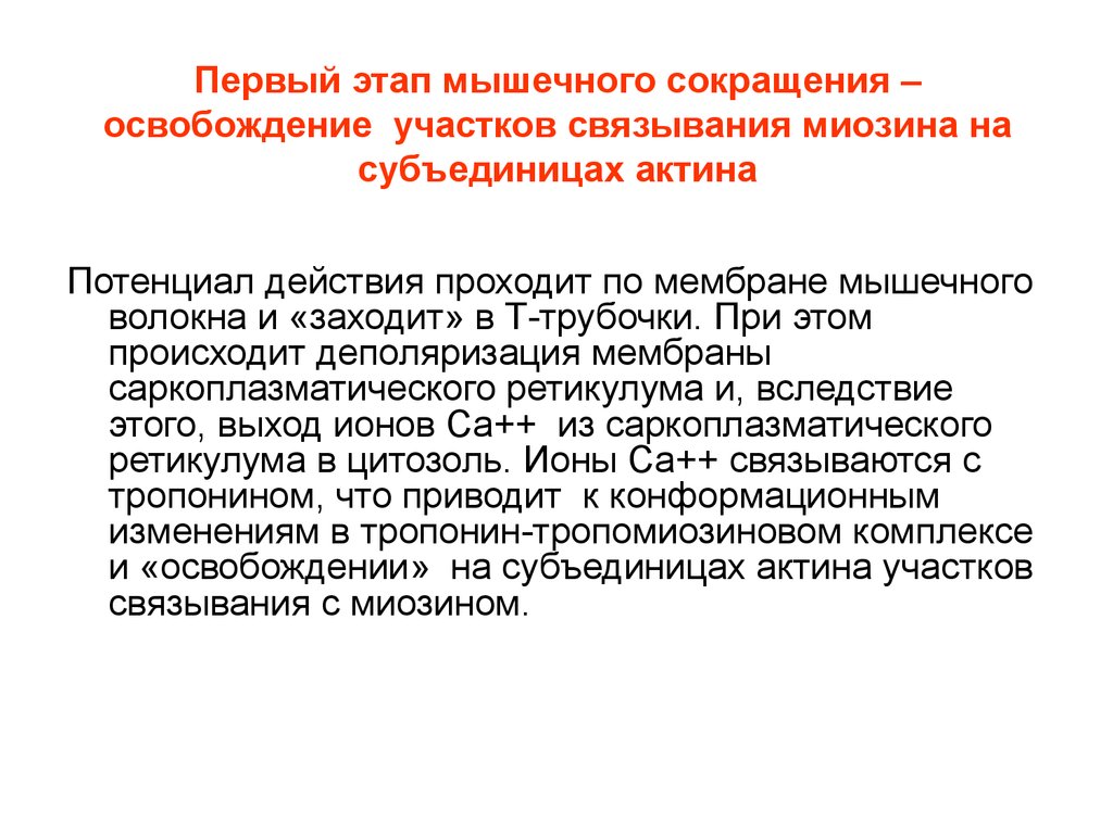 Действие проходит. Первый этап мышечного сокращения. Этапы сокращения мышц. Этапы мышечного сокращен. 1 Фаза мышечного сокращения.