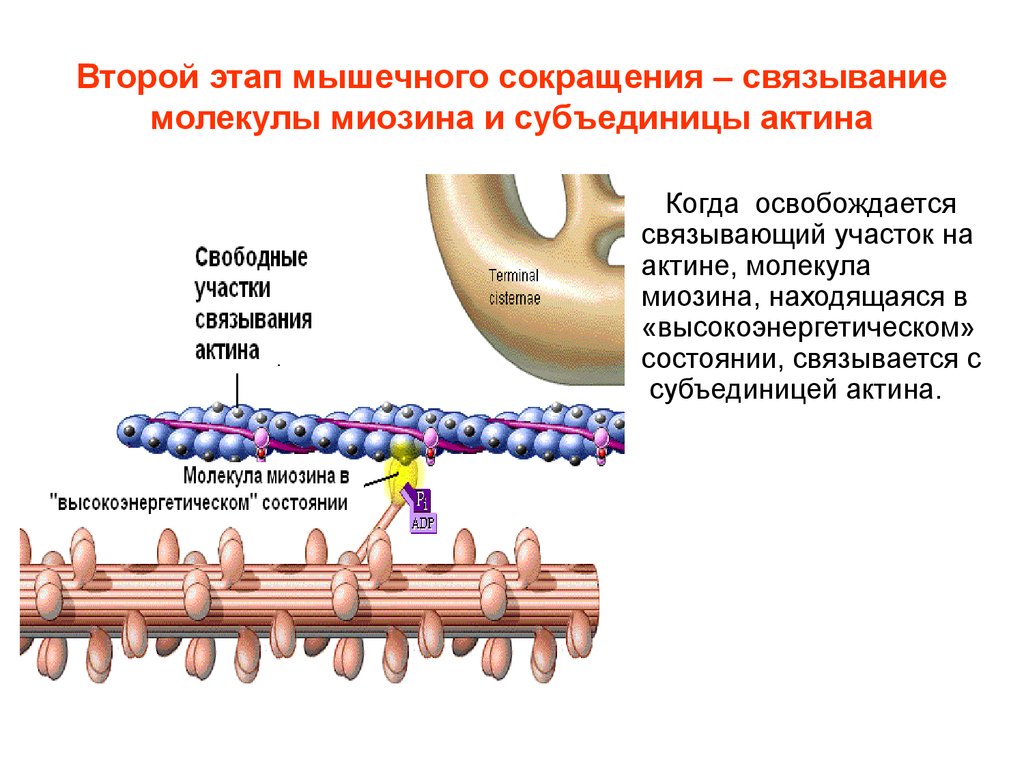 Сокращение актина и миозина. При сокращении скелетной мышцы молекула миозина. Этапы мышечного сокращения физиология. Строение мышцы актин и миозин. Взаимодействие актина и миозина.