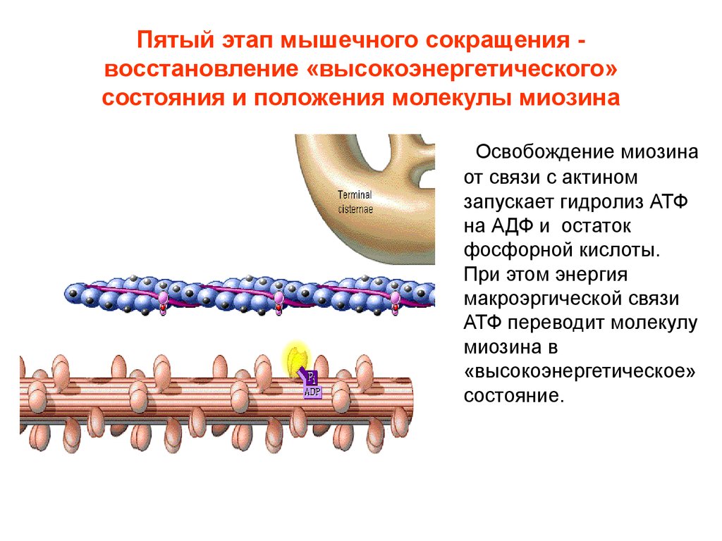 Восстановление сокращение. Мышечное сокращение физиология актин и миозин. Этапы мышечного сокращения. Этапы мышечного сокращения физиология. Сокращение мышц физиология.