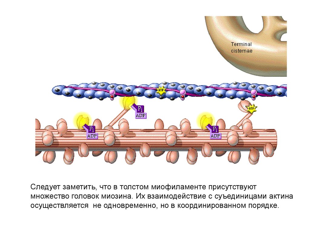 Синтез миозина. Скольжение актина и миозина. Модель скользящих нитей. Теория скользящих нитей физиология. Механизм скользящих нитей физиология.