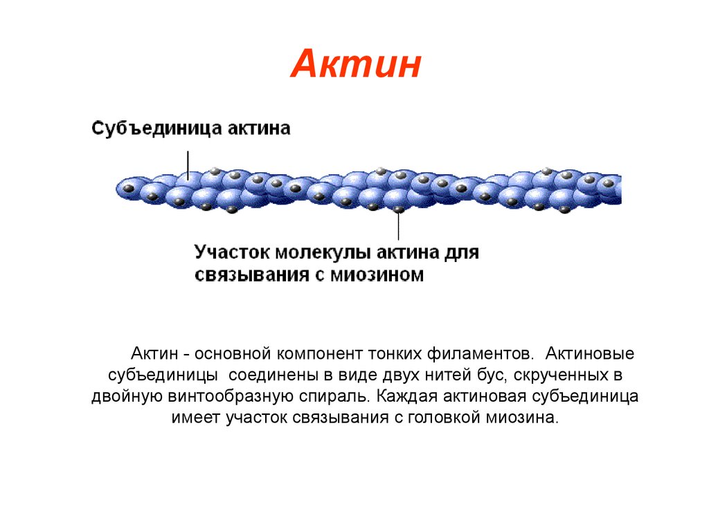 Актин ткань. Актин и миозин структура белка. Актин белок структура. Актин структура белка. Актин строение и функции.