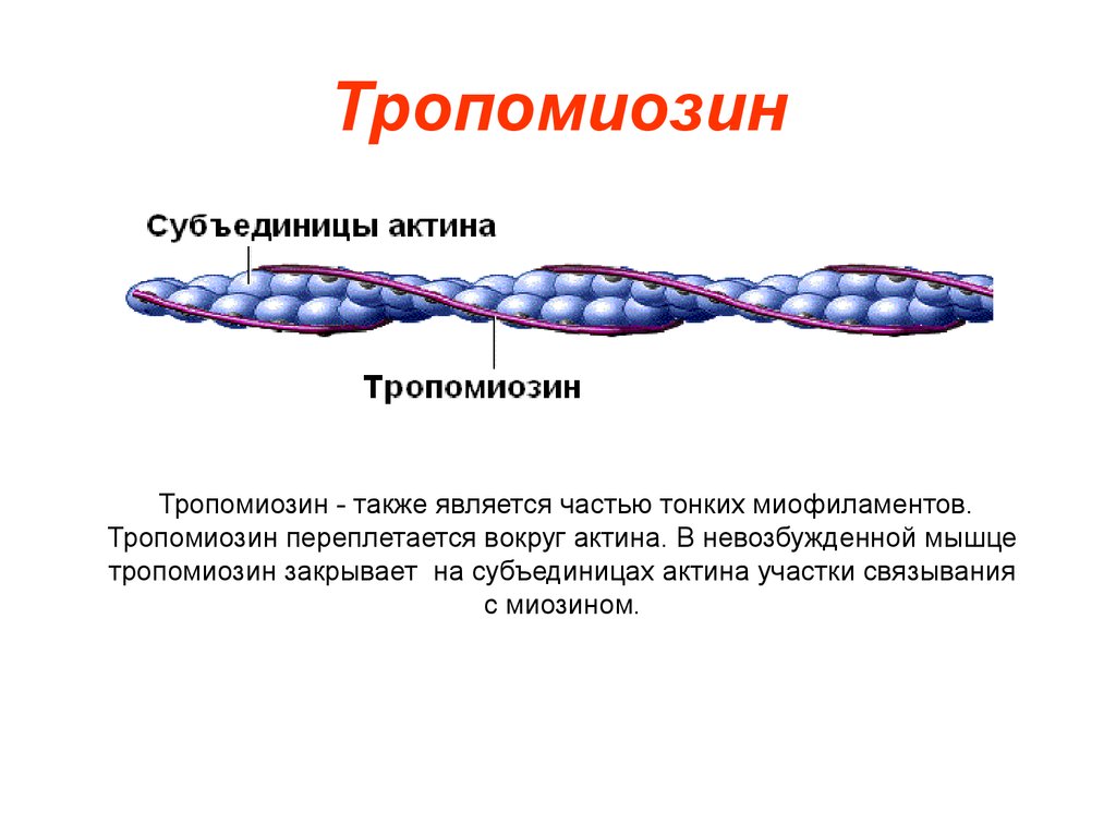 Нити актина. Тропонин и миозин. Строение тропомиозина биохимия. Актин миозин тропонин. Тропонин и тропомиозин функции.