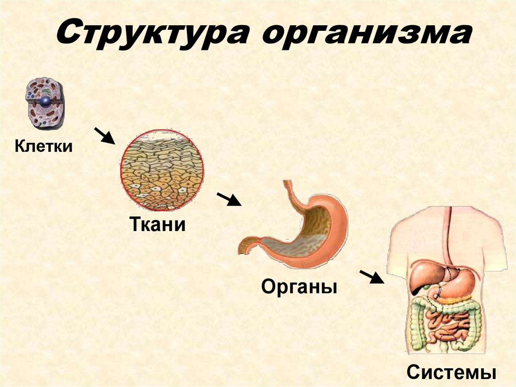 Ткани органы системы органов животных