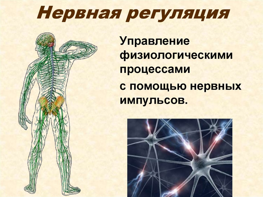 Система регуляции человека