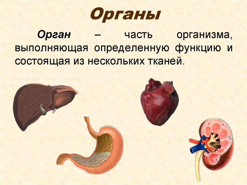 Организм имеющий. Органы живых организмов. Органный уровень организма человека. Органный уровень организации жизни. Органный уровень функции.