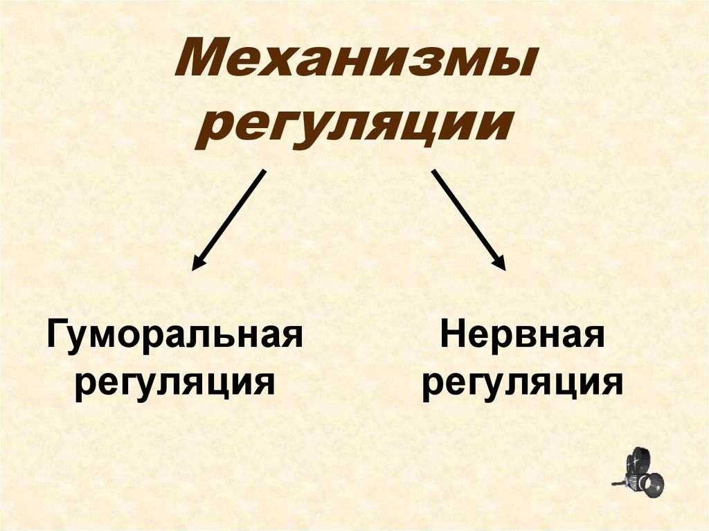 Гуморальная регуляция картинки