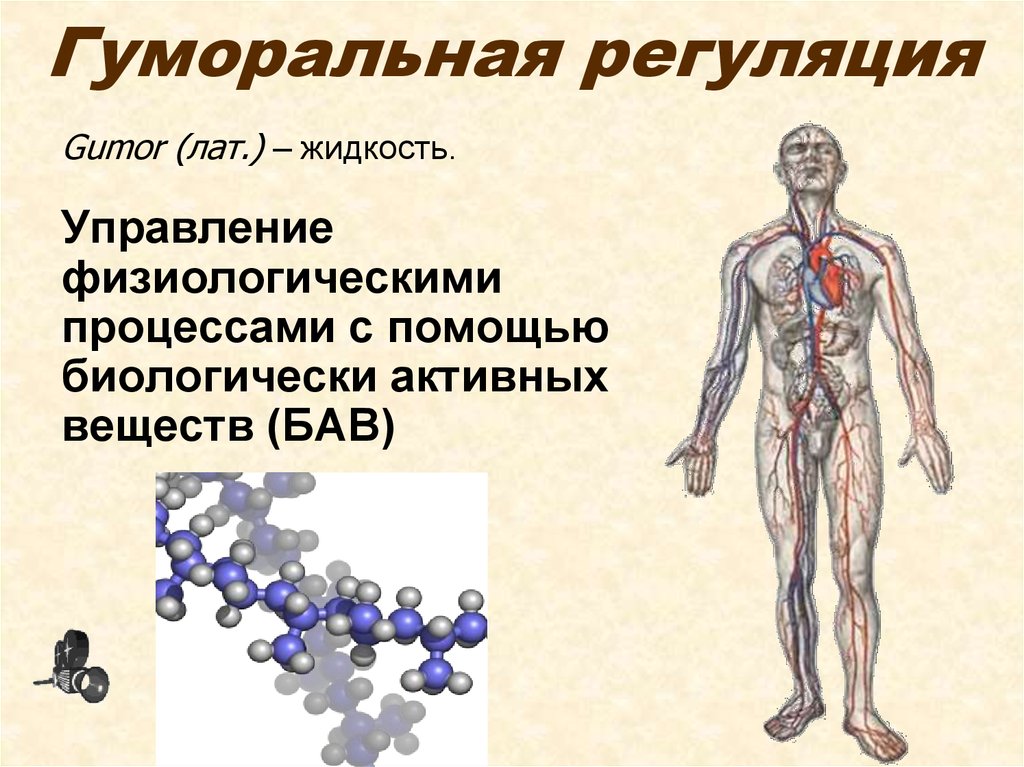 Гуморальная регуляция это