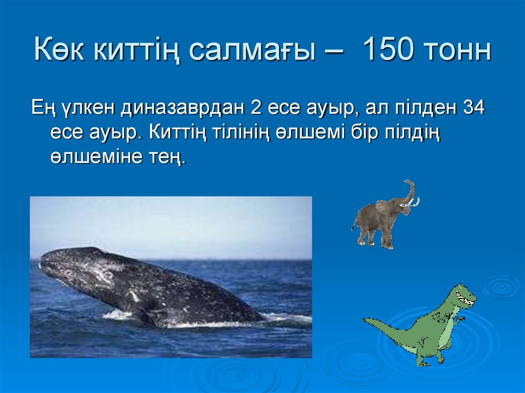 Сколько кит размер. Синий кит вес. Кит весит. Сколько весит кит. Синий кит ≈ 150 тонн.