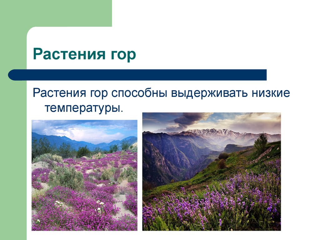 Растительный покров гор. Растения гор. Растения в горах России. Растения горной местности. Горные растения и животные.