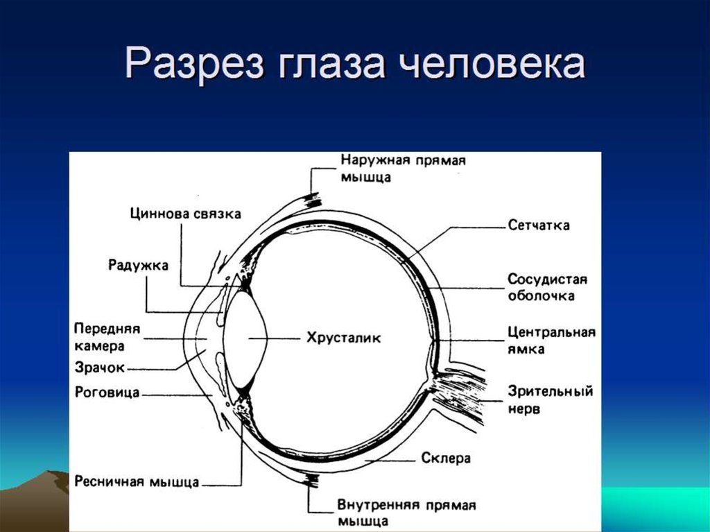 Зрительная сенсорная система картинки