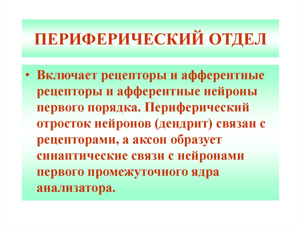 Периферический отдел. Периферический отдел включает. Периферический отдел рецепторы. Периферический порядок.