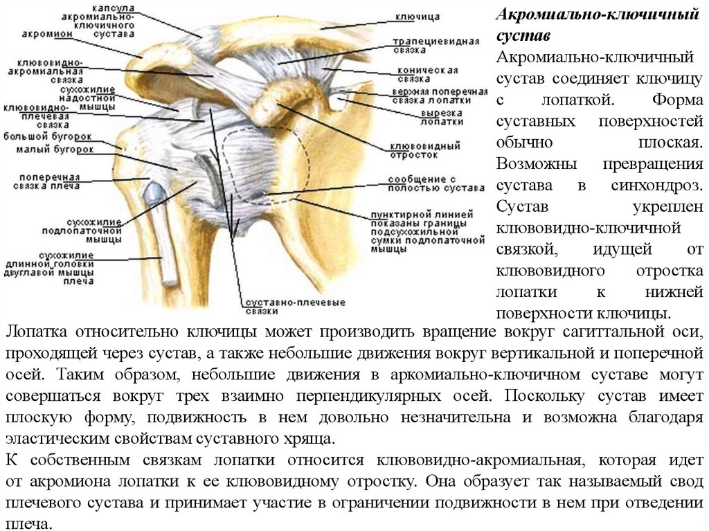 Плечелопаточный периартрит шифр