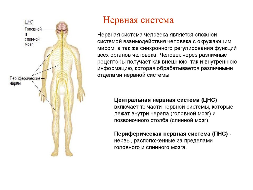Периферическая нервная система сокращение. Нервная система. Периферическая нервная система. Центральная нервная система. Схема периферической нервной системы.