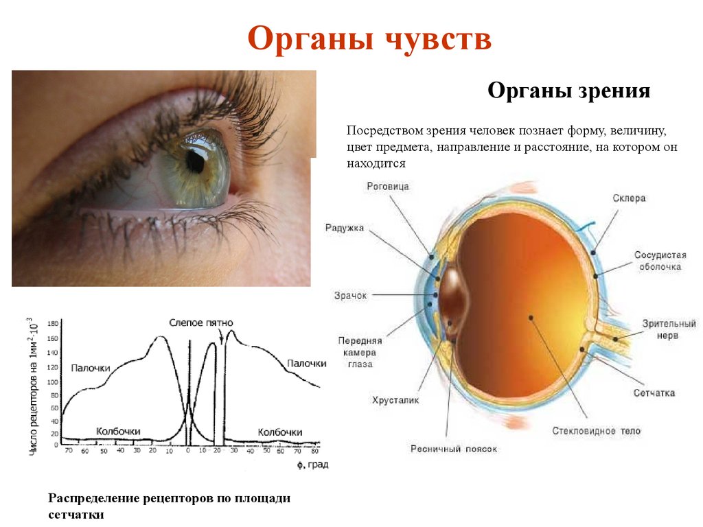 Органы чувств структура. Органы чувств. Органы чувств орган зрения. Зрение орган чувств глаз. Система органов чувств человека.