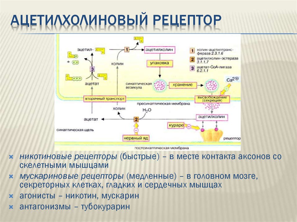 Очищение рецепторов. Мускариновые рецепторы ацетилхолина. Механизм взаимодействия ацетилхолина с рецепторами. С какими рецепторами взаимодействует ацетилхолин. Мускариновые рецепторы 3 типа.