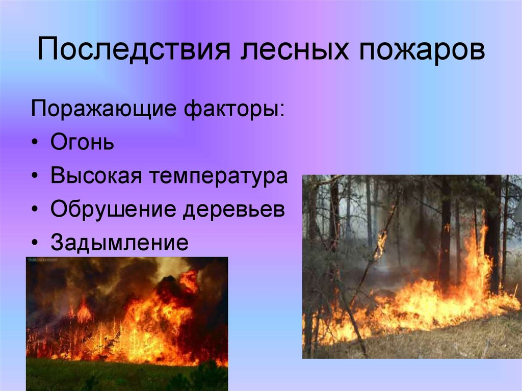 Экологические последствия пожаров. Последствия природных пожаров. Природные факторы пожара. Последствия от лесных пожаров. Естественные причины пожара в лесу.