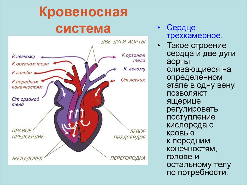 Кровеносная система красивые картинки