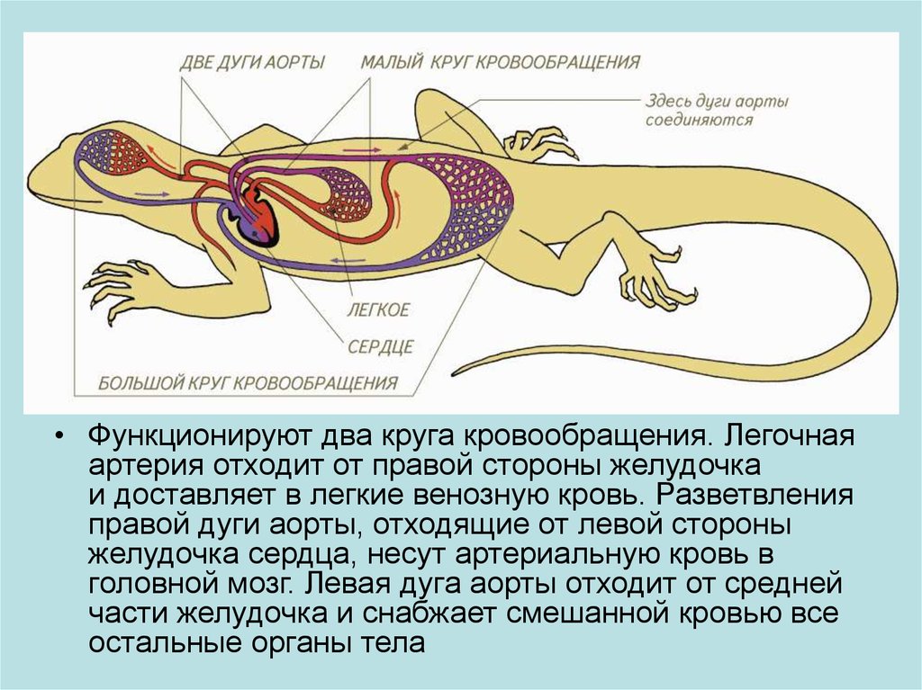 Схема строения ящерицы