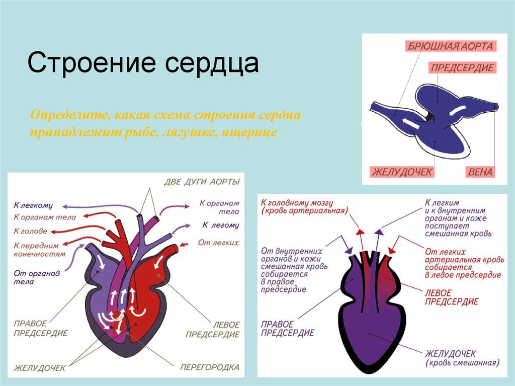 Усложнение кровеносной системы пресмыкающихся. Строение сердца пресмыкающихся схема. Схема структуры строения сердца. Схема строения сердца рептилий. Строение сердца земноводных.