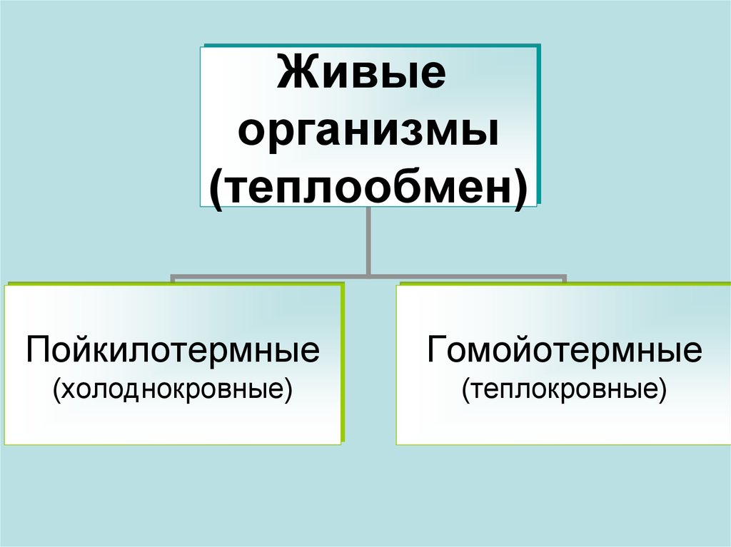 Теплокровность