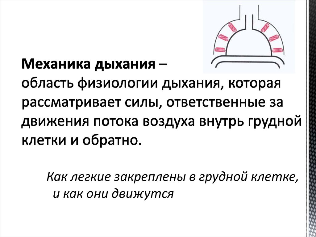 Механика дыхания – область физиологии дыхания, которая рассматривает силы, ответственные за движения потока воздуха внутрь грудной клетк