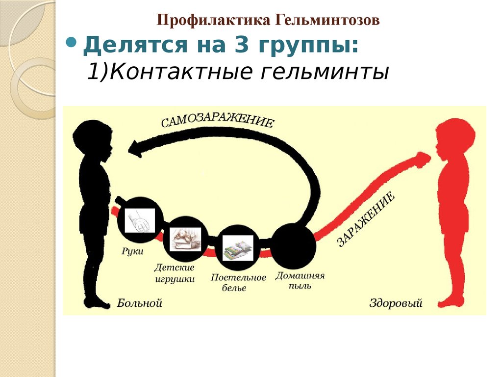 Способы заражения человека происходит. Контактные гельминты механизм заражения. Энтеробиоз источник заражения. Острицы пути заражения человека. Жизненный цикл и пути заражения человека острицей.